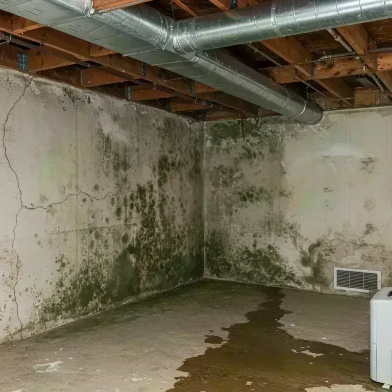 Professional Mold Removal in Stickney, IL